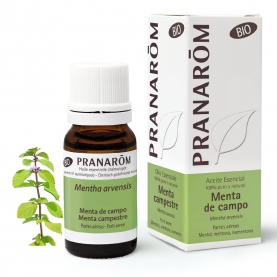 Menta de campo - 10 ml