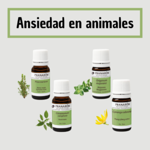 Tratamiento Ansiedad en Perros