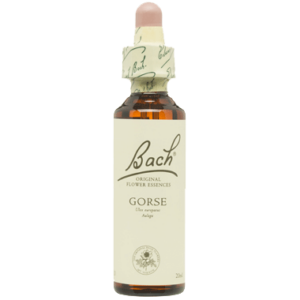 GORSE- FLORES DE BACH 13 20 ML
